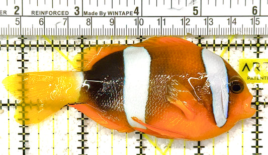 Clarkii Clownfish CC122505 WYSIWYG Size: XL 4" approx (Orange Clarkii Solomon Islands)