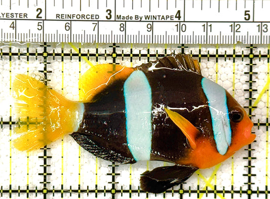 Clarkii Clownfish CC122505 WYSIWYG Size: XL 3.5" approx (Black Clarkii Solomon Islands)