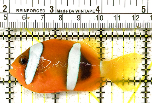 Clarkii Clownfish CC122504 WYSIWYG Size: L 3" approx (Orange Clarkii Solomon Islands)