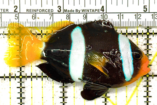 Clarkii Clownfish CC122502 WYSIWYG Size: XL 3.25" approx (Black Clarkii Solomon Islands)