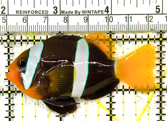 Clarkii Clownfish CC122501 WYSIWYG Size: XL 3" approx (Black Clarkii Solomon Islands)