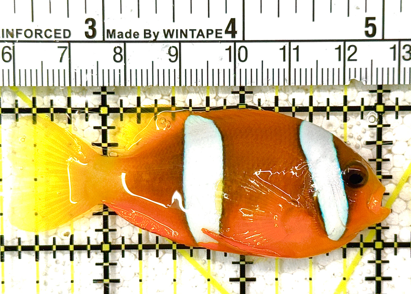 Clarkii Clownfish CC122503 WYSIWYG Size: L 3" approx (Orange Clarkii Solomon Islands)