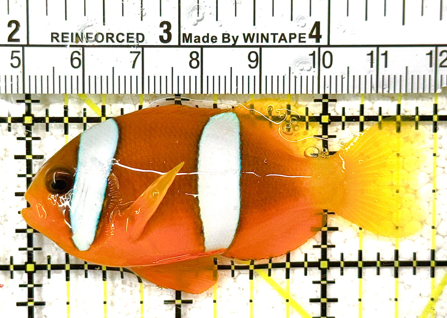 Clarkii Clownfish CC122503 WYSIWYG Size: L 3" approx (Orange Clarkii Solomon Islands)