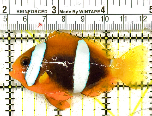 Clarkii Clownfish CC122502 WYSIWYG Size: L 3" approx (Orange Clarkii Solomon Islands)