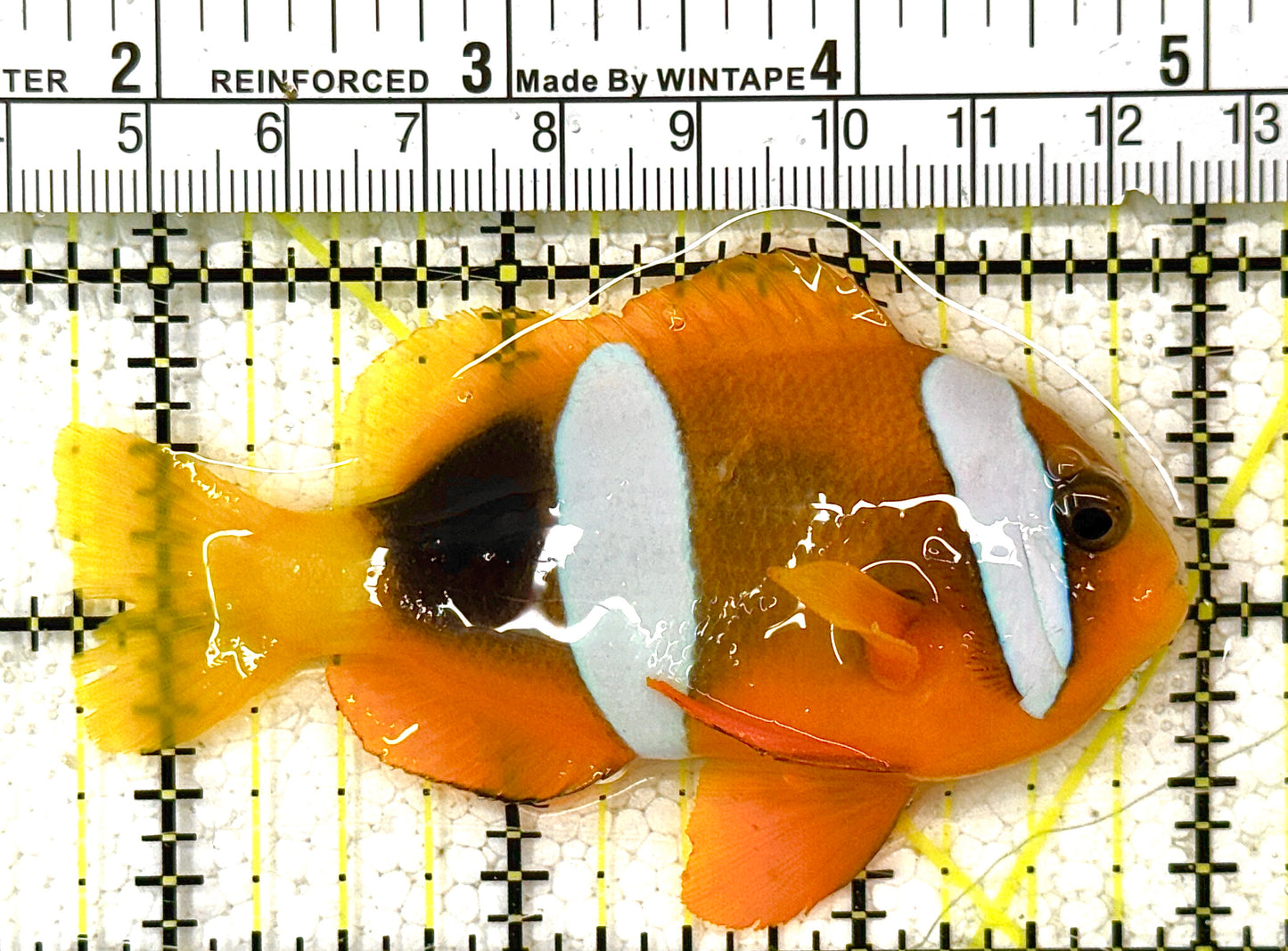 Clarkii Clownfish CC122501 WYSIWYG Size: XL 3.25" approx (Orange Clarkii Solomon Islands)