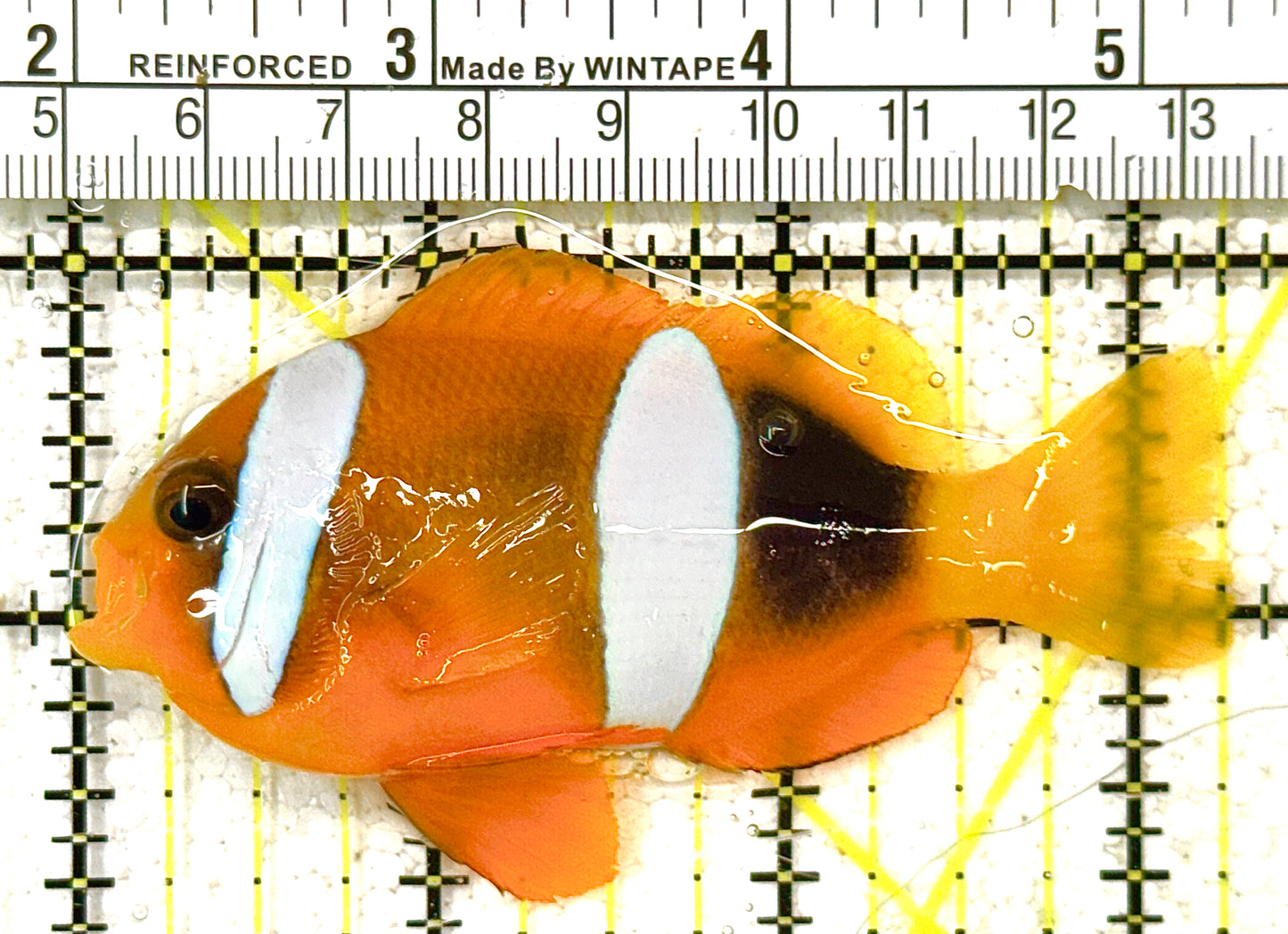 Clarkii Clownfish CC122501 WYSIWYG Size: XL 3.25" approx (Orange Clarkii Solomon Islands)