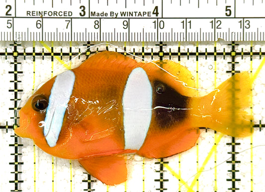 Clarkii Clownfish CC122501 WYSIWYG Size: XL 3.25" approx (Orange Clarkii Solomon Islands)