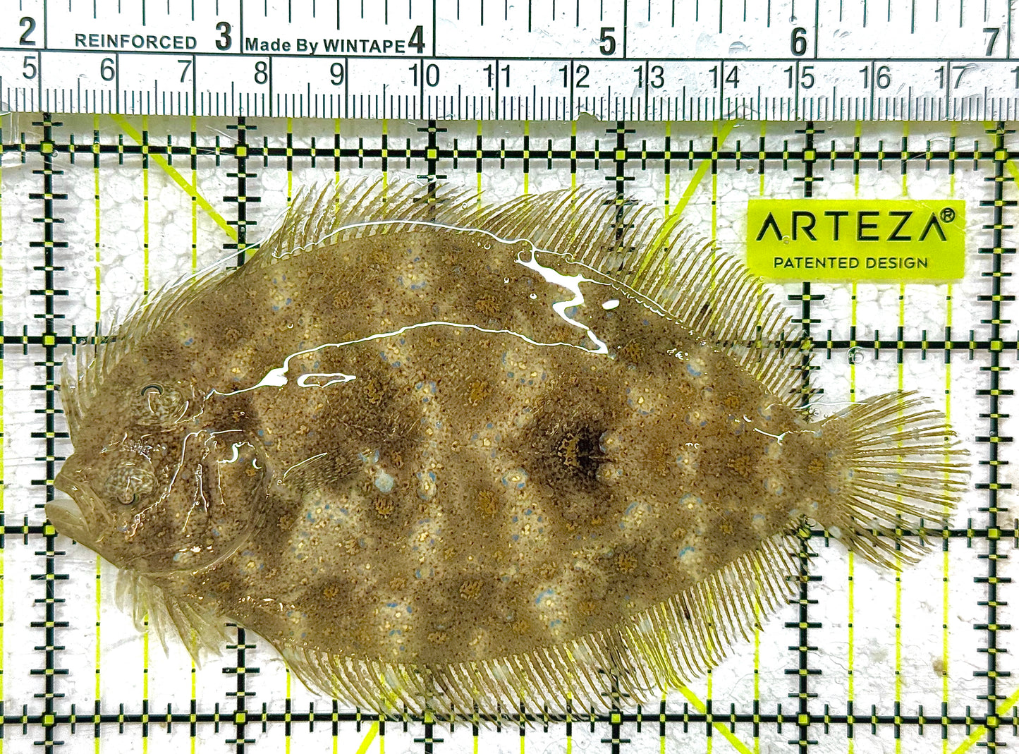 Flounder F122801 WYSIWYG Size: L 5" approx