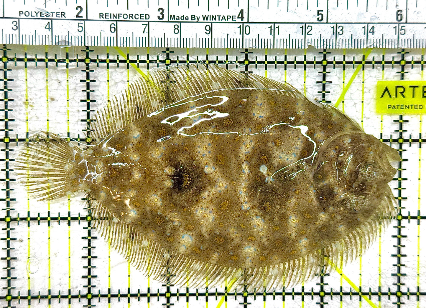 Flounder F122801 WYSIWYG Size: L 5" approx