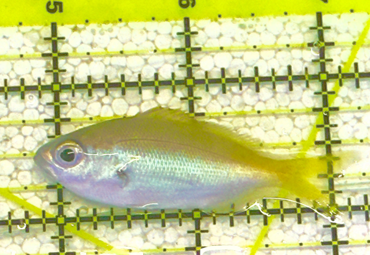 Yellowback Fusilier Fish (Unique) YFF020602 WYSIWYG Size: M 2.5" approx