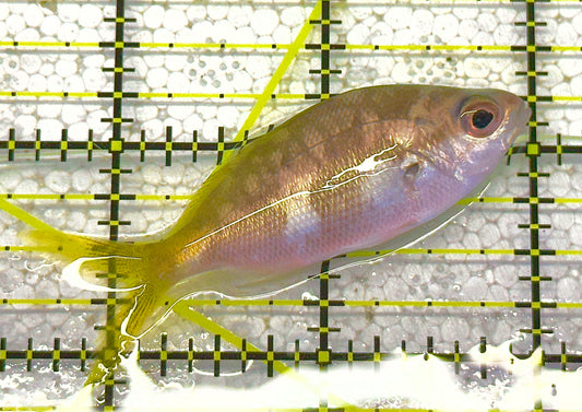 Yellowback Fusilier Fish (Unique) YFF020601 WYSIWYG Size: M 2.5" approx