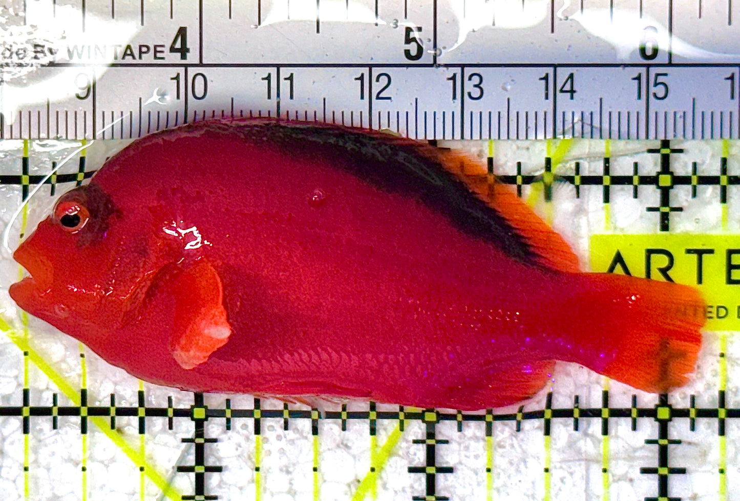 Flame Hawkfish FH010506 WYSIWYG Size: M 3" approx