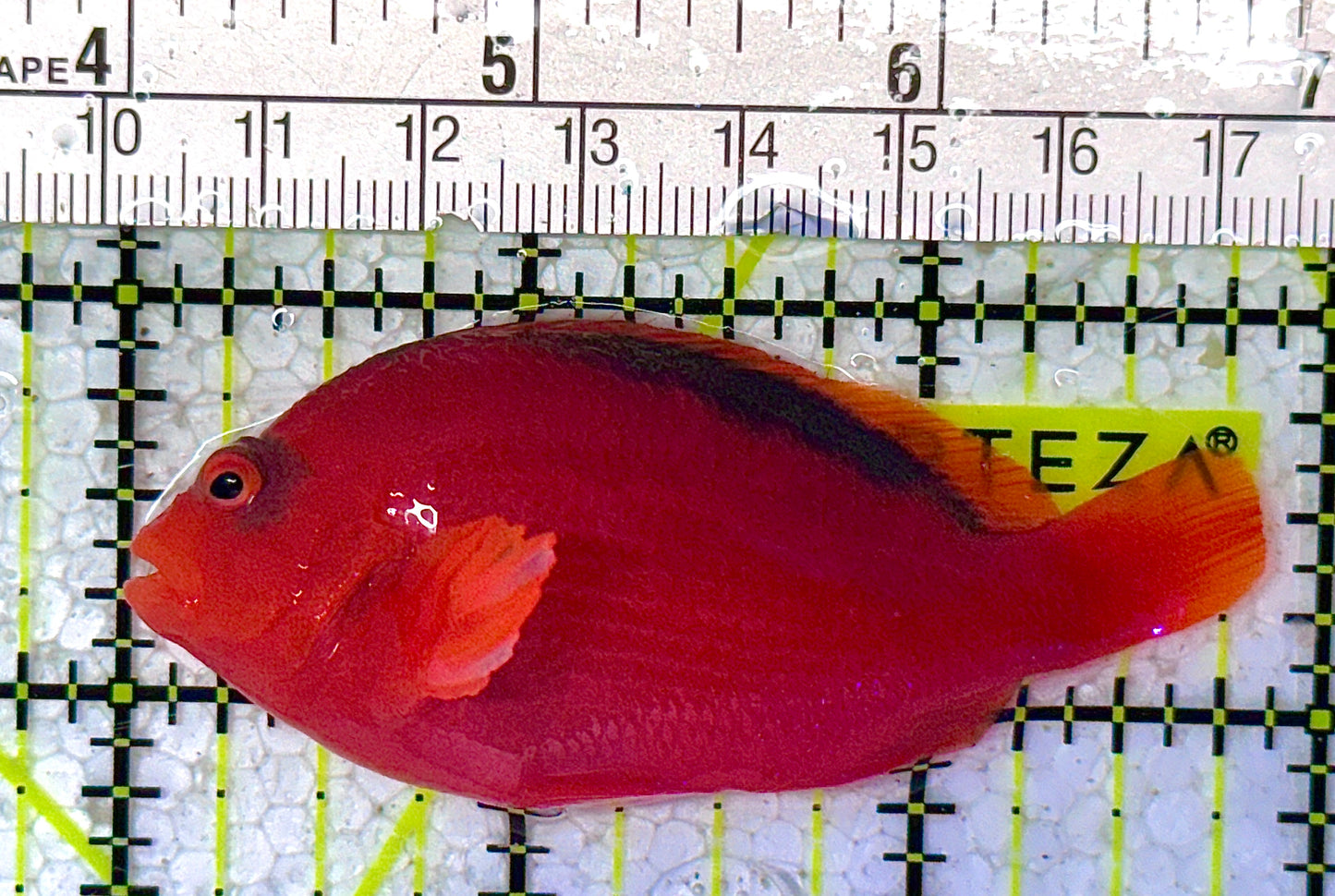 Flame Hawkfish FH010505 WYSIWYG Size: M 3" approx