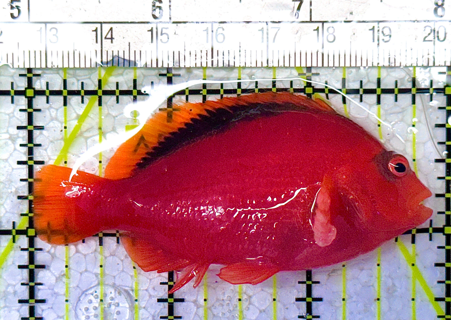 Flame Hawkfish FH010505 WYSIWYG Size: M 3" approx