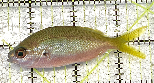 Yellowback Fusilier Fish (Unique) YFF020501 WYSIWYG Size: ML 3.25" approx