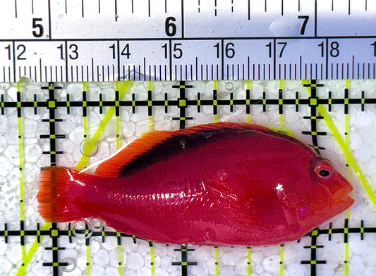 Flame Hawkfish FH010503 WYSIWYG Size: S 2.5" approx