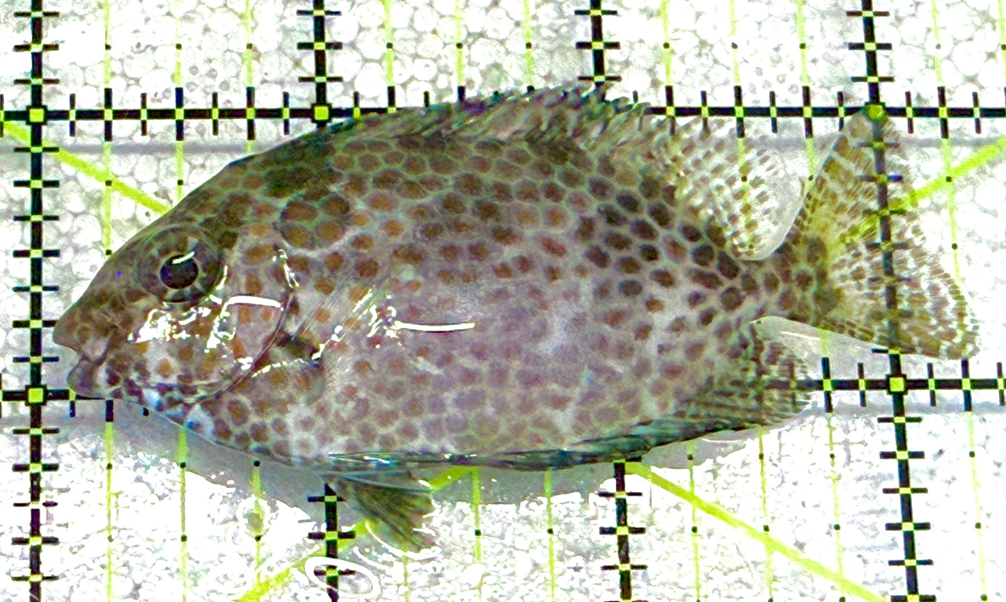 Orange Spotted Rabbitfish OSR020501 WYSIWYG Size: XL 3.25" approx