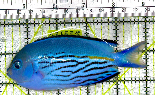 Watanabe Angelfish (Male) WA010405 WYSIWYG Size: XL 5" approx