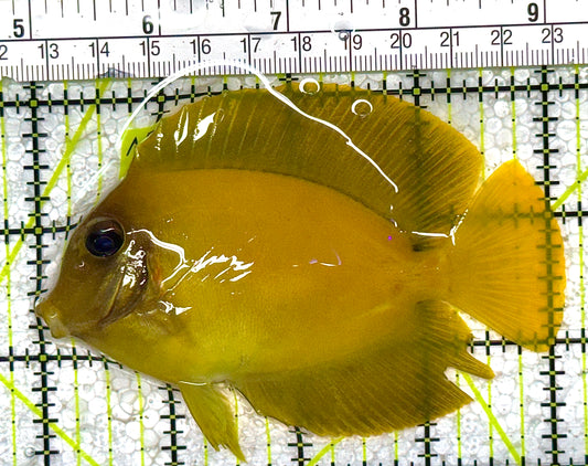 Chocolate Tang (Yellow Mimic when Juvenile) CT010501 WYSIWYG Size: ML 4" approx