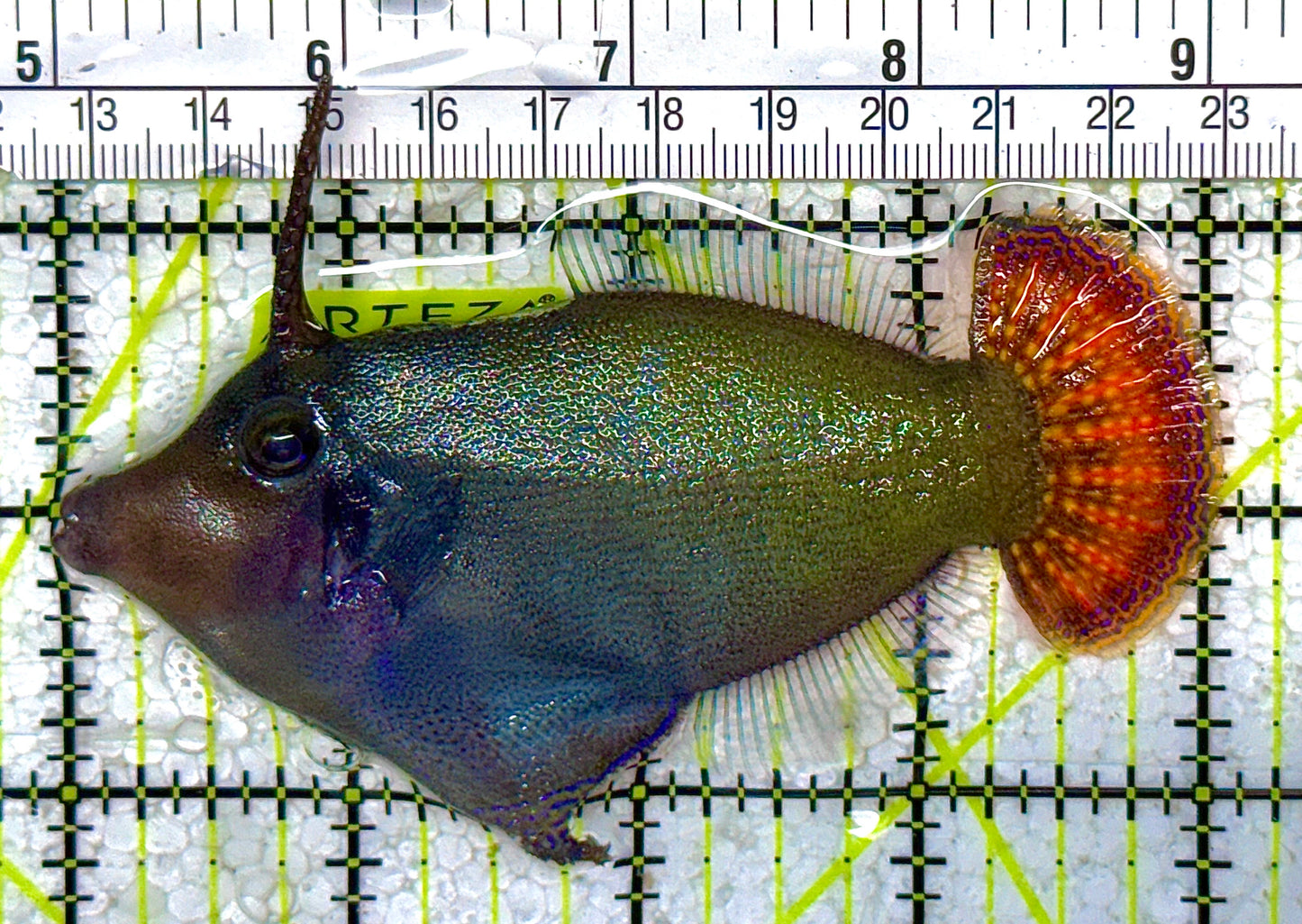 Red Tail Filefish RTF010502 WYSIWYG Size: XL 4" approx