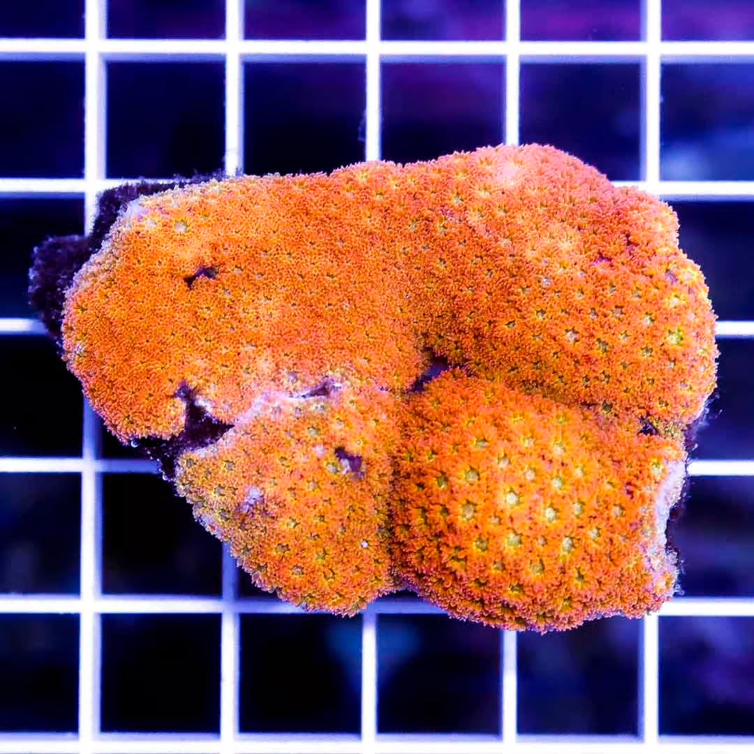 Aussie Sunglow Rainbow Montipora ASRM020601 WYSIWYG