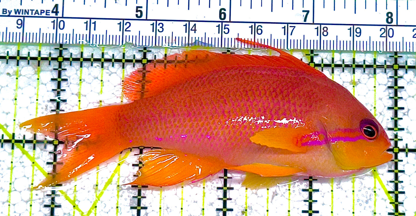 Female Lyretail Anthias (Tonga) FLA010402 WYSIWYG Size: L 3.75" approx