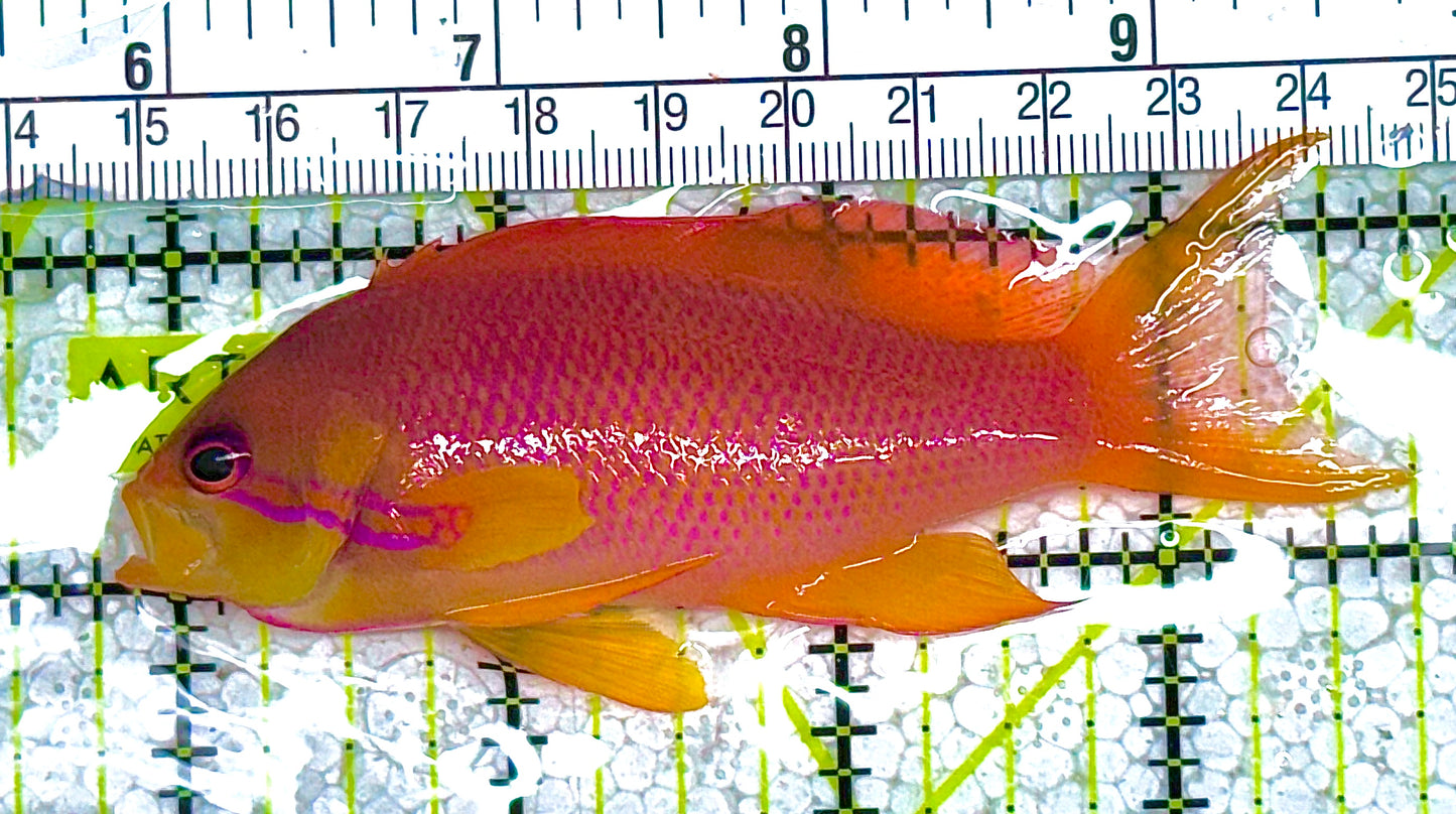 Female Lyretail Anthias (Tonga) FLA010402 WYSIWYG Size: L 3.75" approx