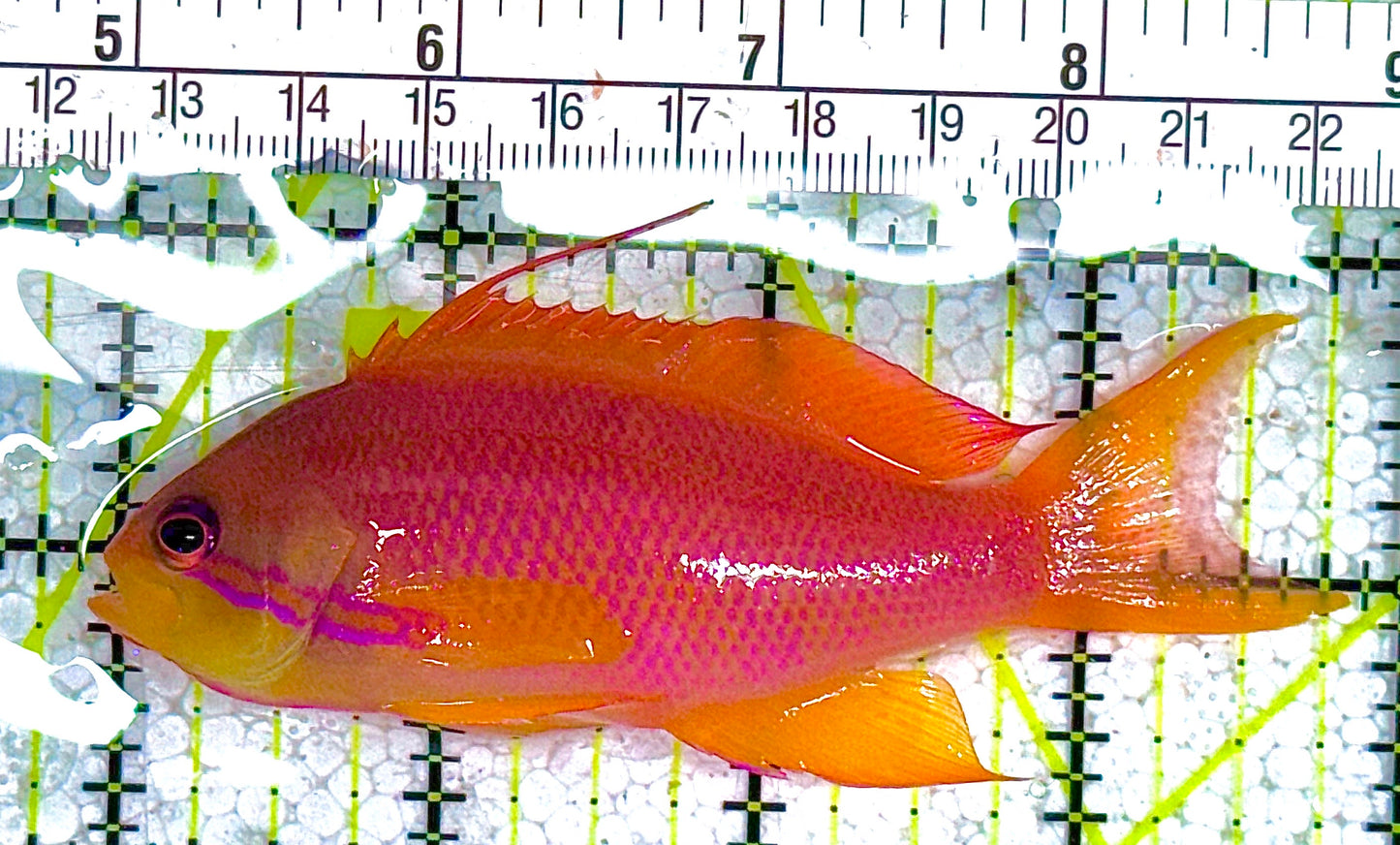 Female Lyretail Anthias (Tonga) FLA010401 WYSIWYG Size: L 4" approx