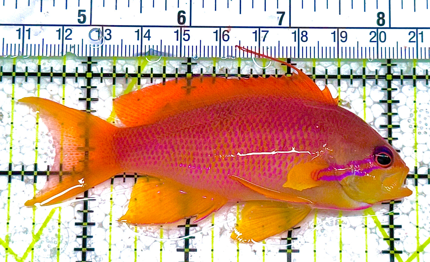 Female Lyretail Anthias (Tonga) FLA010401 WYSIWYG Size: L 4" approx