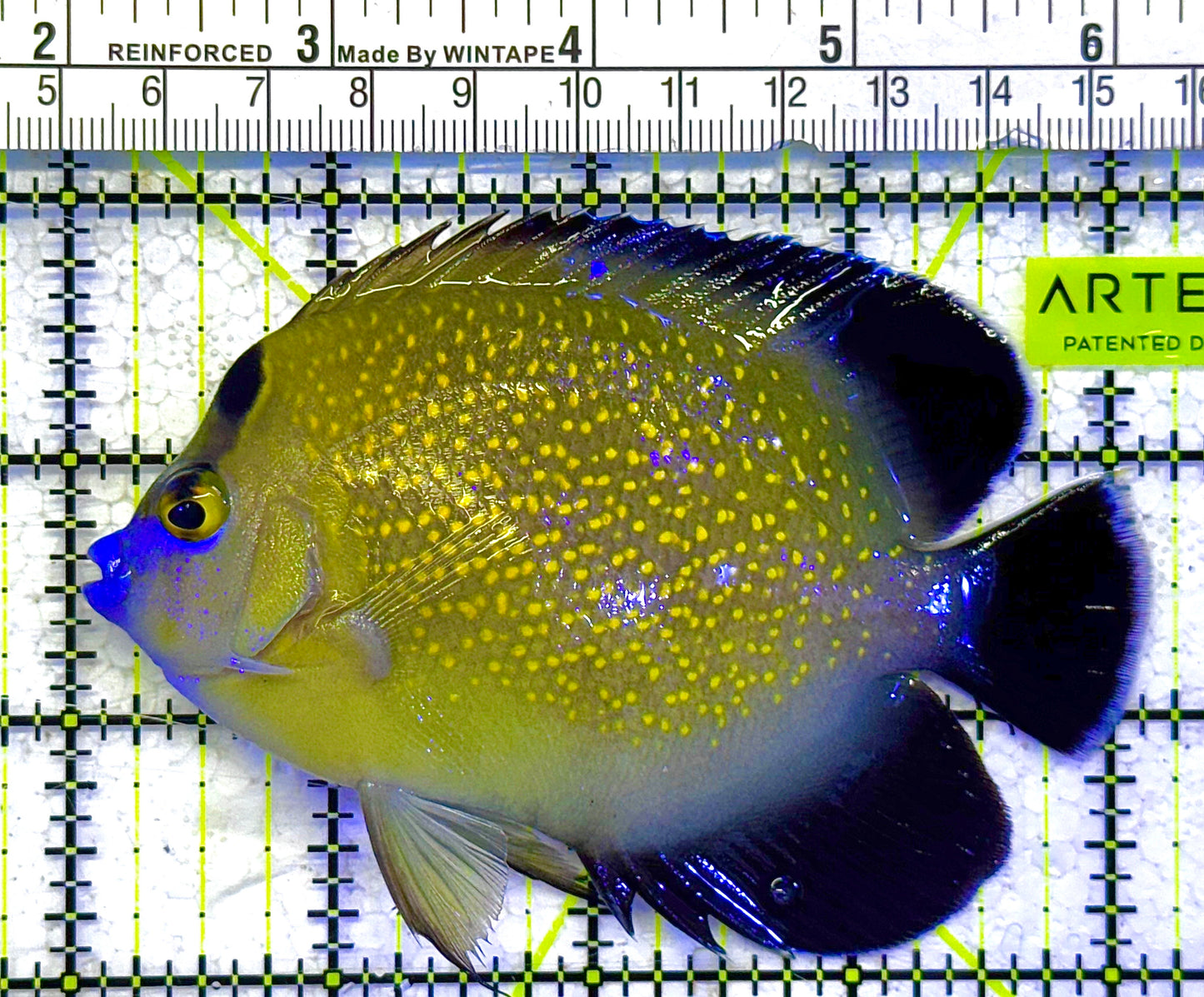 Goldflake Angelfish GA011003 WYSIWYG Size: M 4" approx