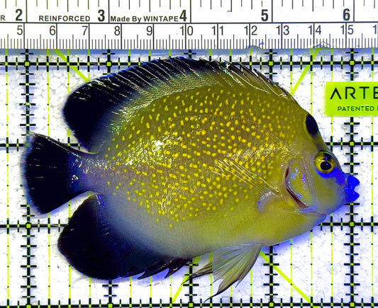 Goldflake Angelfish GA011003 WYSIWYG Size: M 4" approx