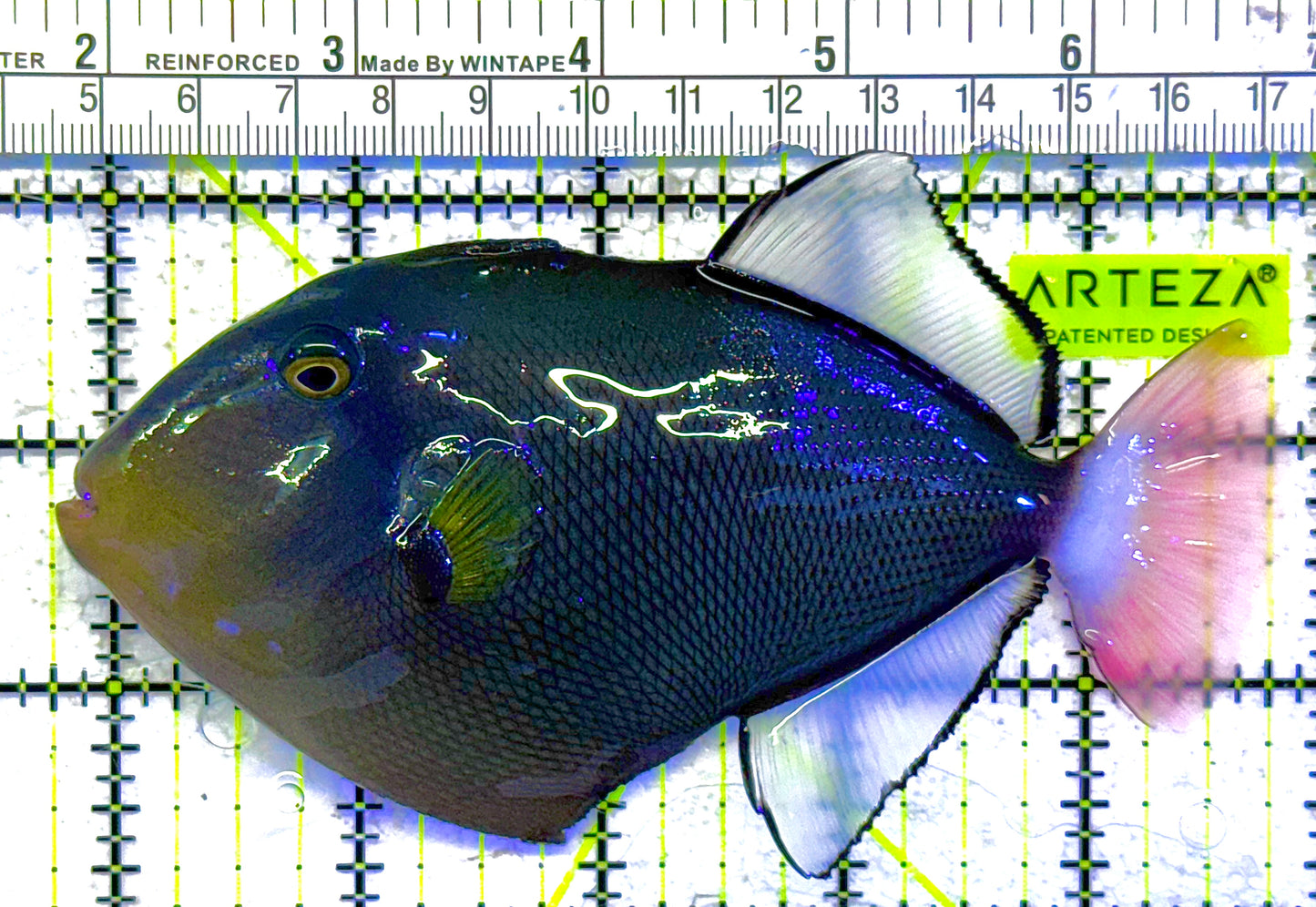 Pink Tail Triggerfish PTT011001 WYSIWYG Size: L 5" approx