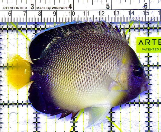 Cream Angelfish CA011002 WYSIWYG Size: L 4" approx