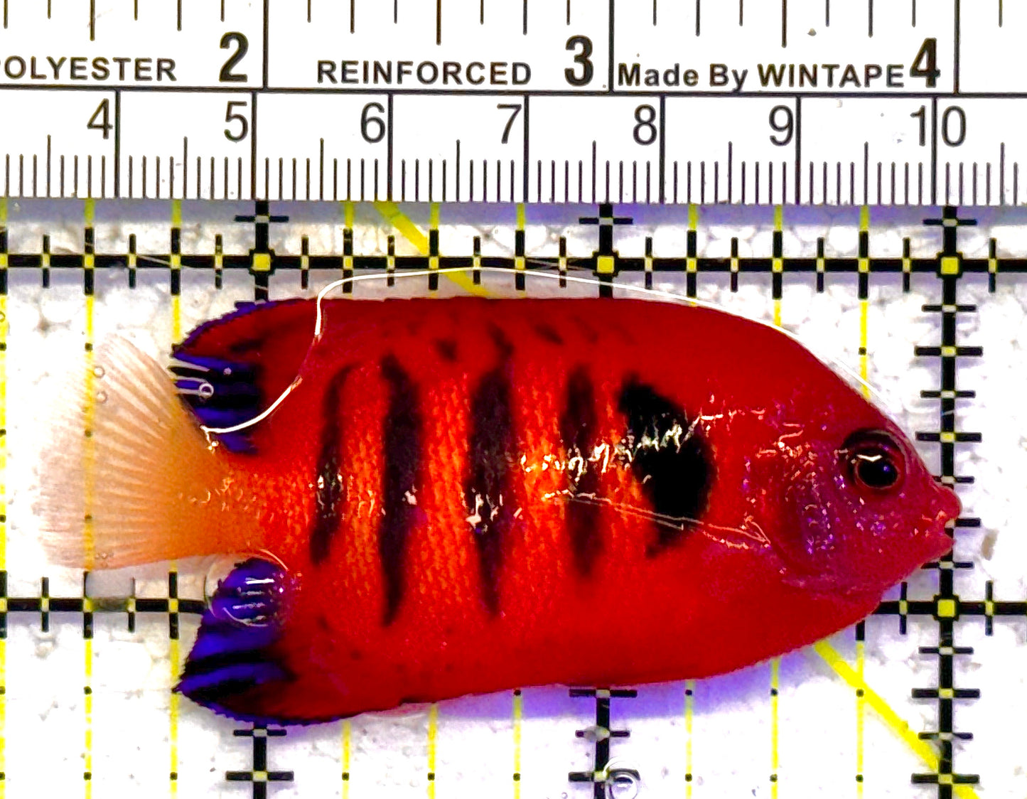 Flame Angelfish FA011007 WYSIWYG Size: L 2.5" approx (Christmas Island, Super Red)