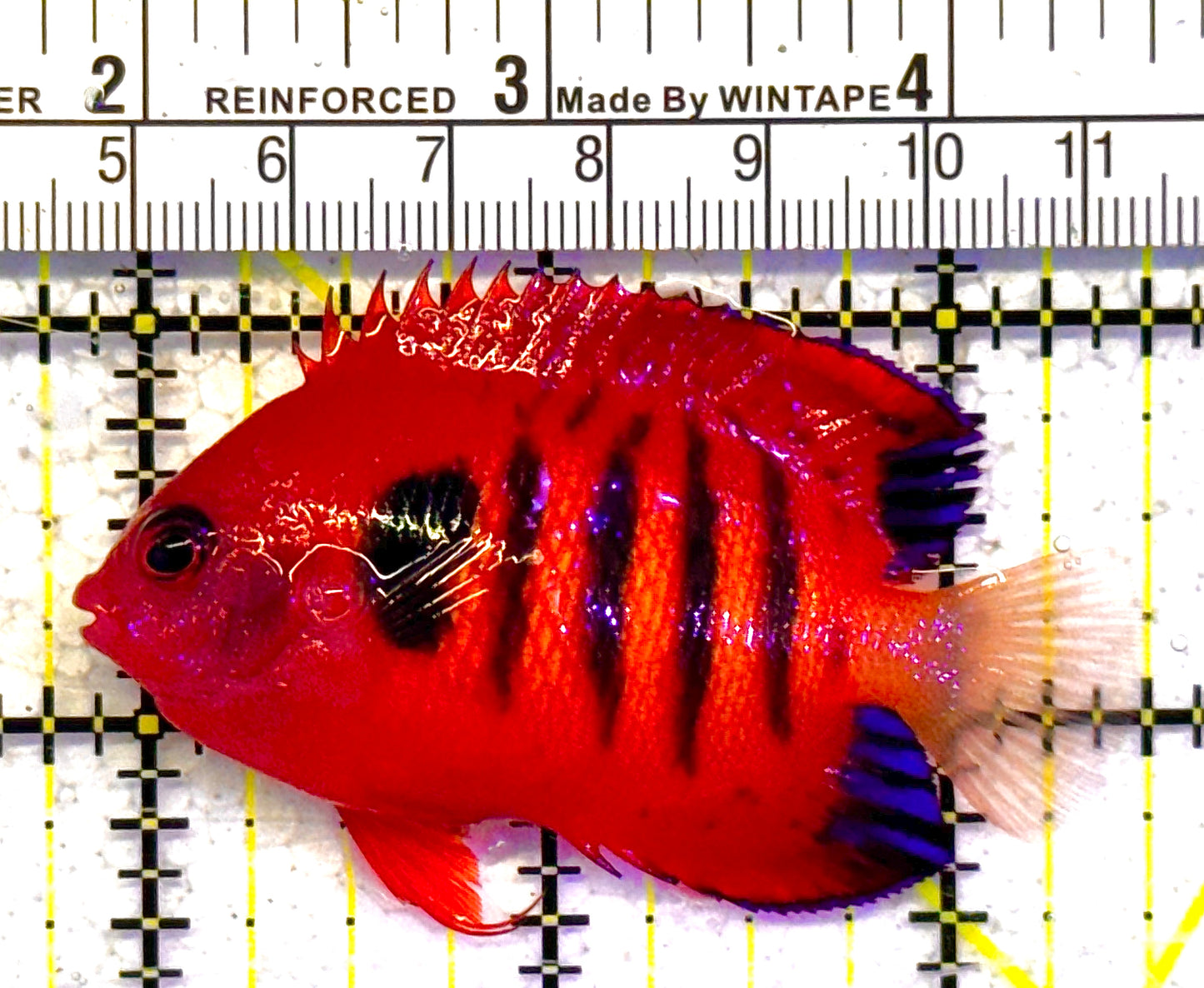 Flame Angelfish FA011007 WYSIWYG Size: L 2.5" approx (Christmas Island, Super Red)