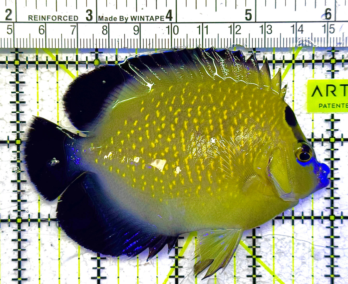 Goldflake Angelfish GA011002 WYSIWYG Size: M 4" approx