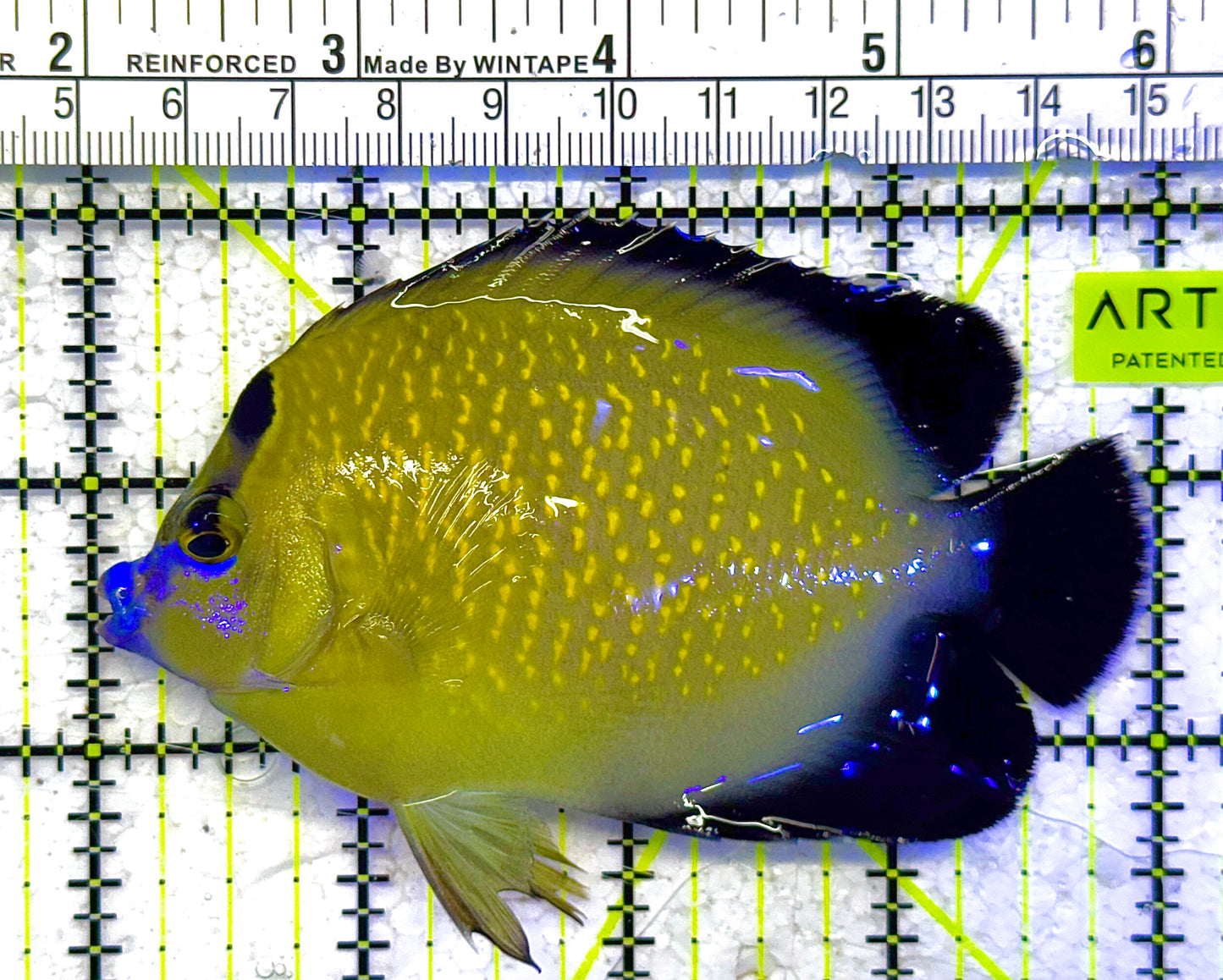 Goldflake Angelfish GA011002 WYSIWYG Size: M 4" approx