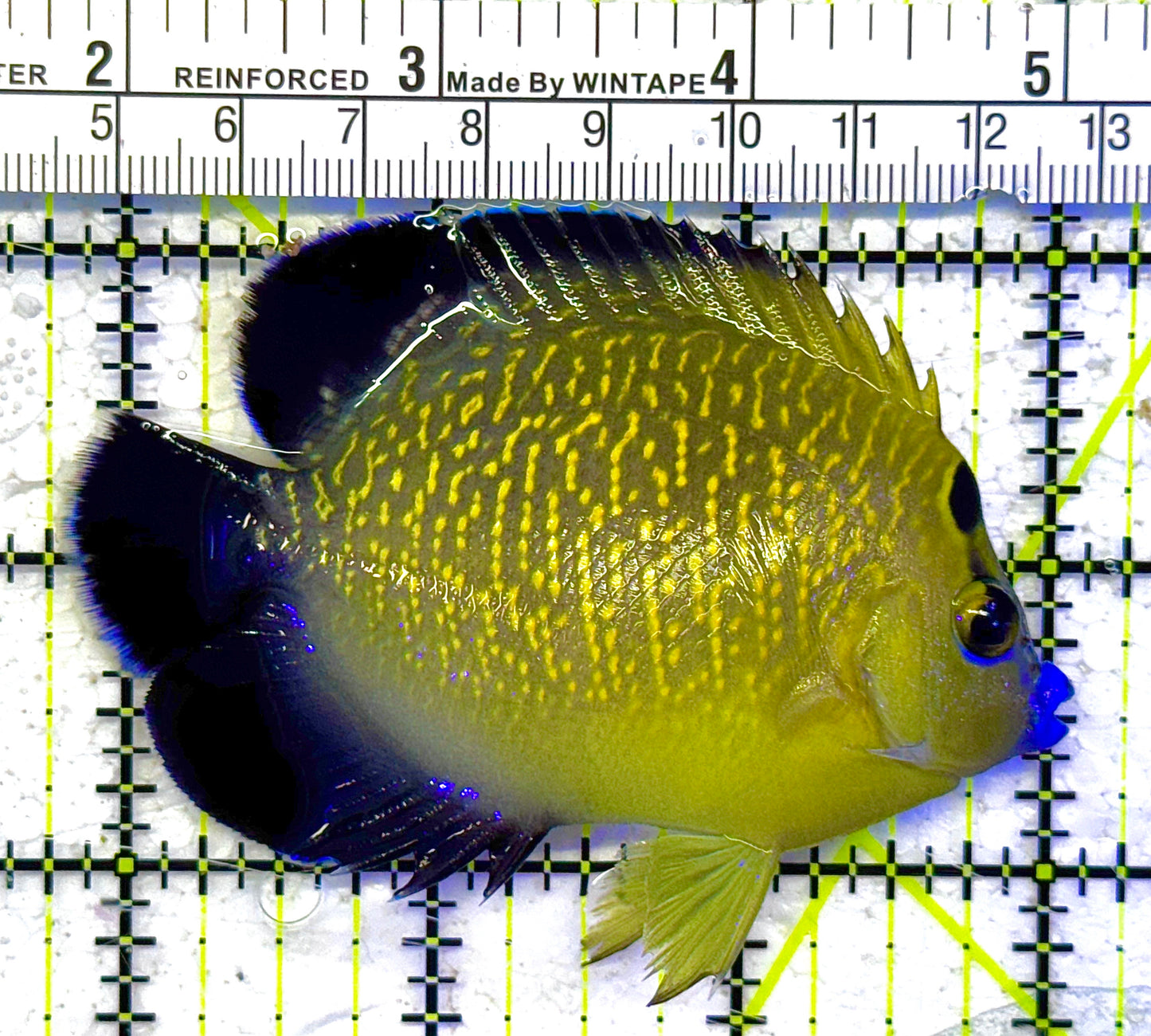 Goldflake Angelfish GA011001 WYSIWYG Size: M 3.25" approx