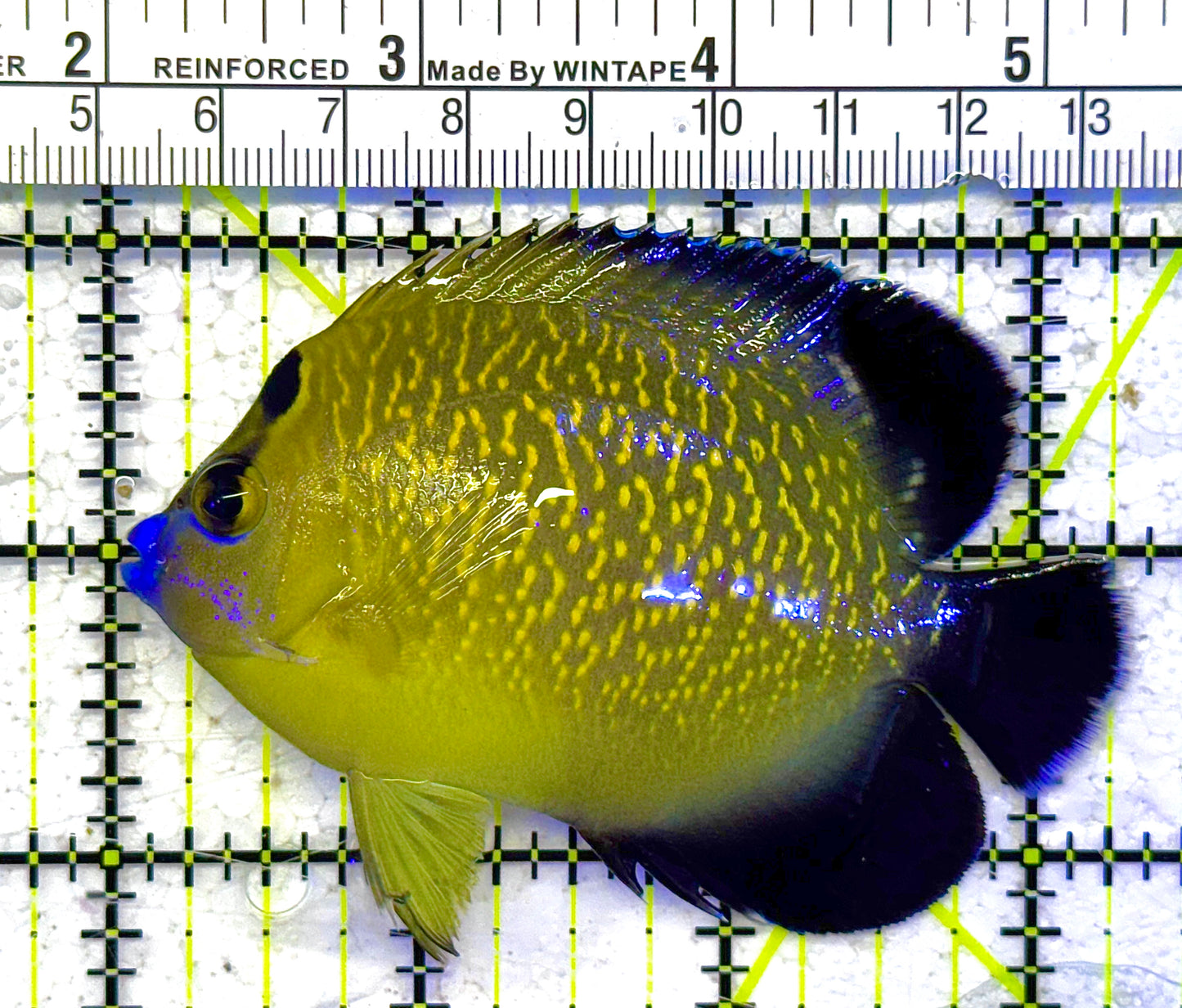 Goldflake Angelfish GA011001 WYSIWYG Size: M 3.25" approx