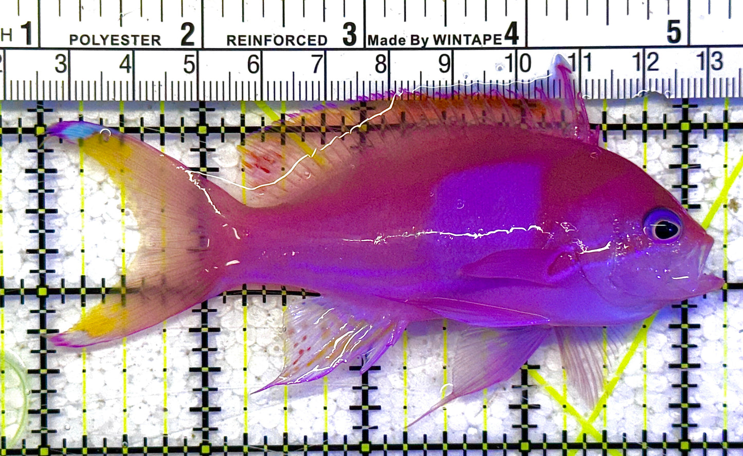 Squareback Anthias (Male) SA011001 WYSIWYG Size: L 4" approx