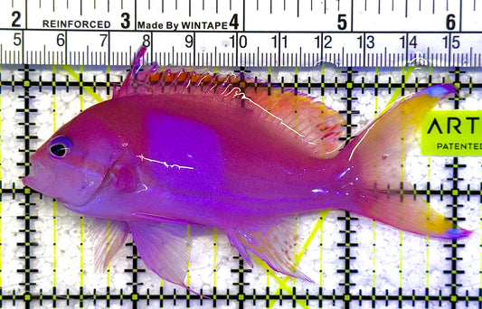 Squareback Anthias (Male) SA011001 WYSIWYG Size: L 4" approx