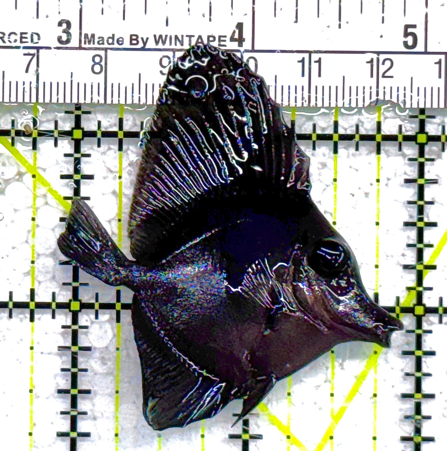 Black Tang BT011001 WYSIWYG Size: S 2.25" approx