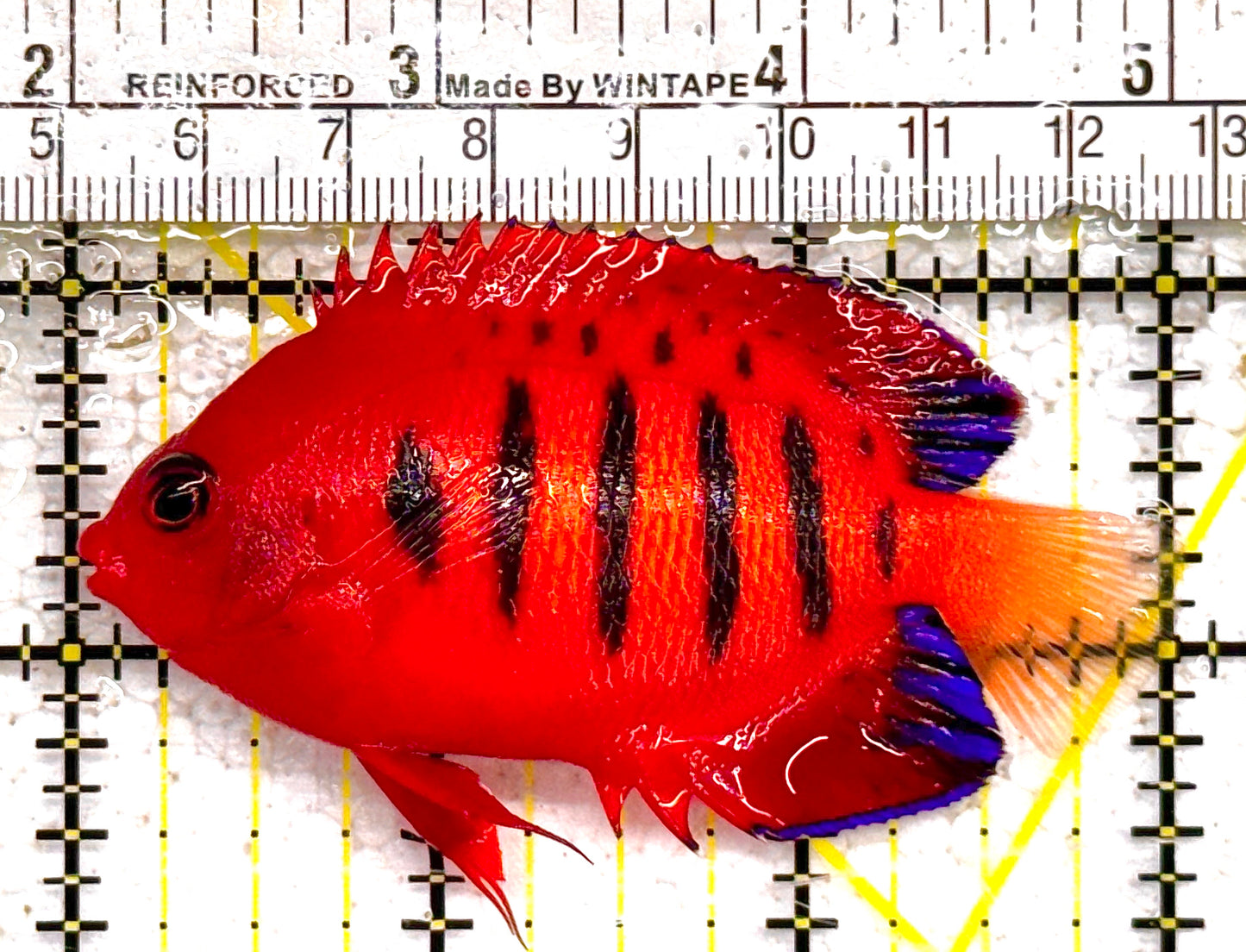 Flame Angelfish FA011006 WYSIWYG Size: L 2.5" approx (Christmas Island, Super Red)