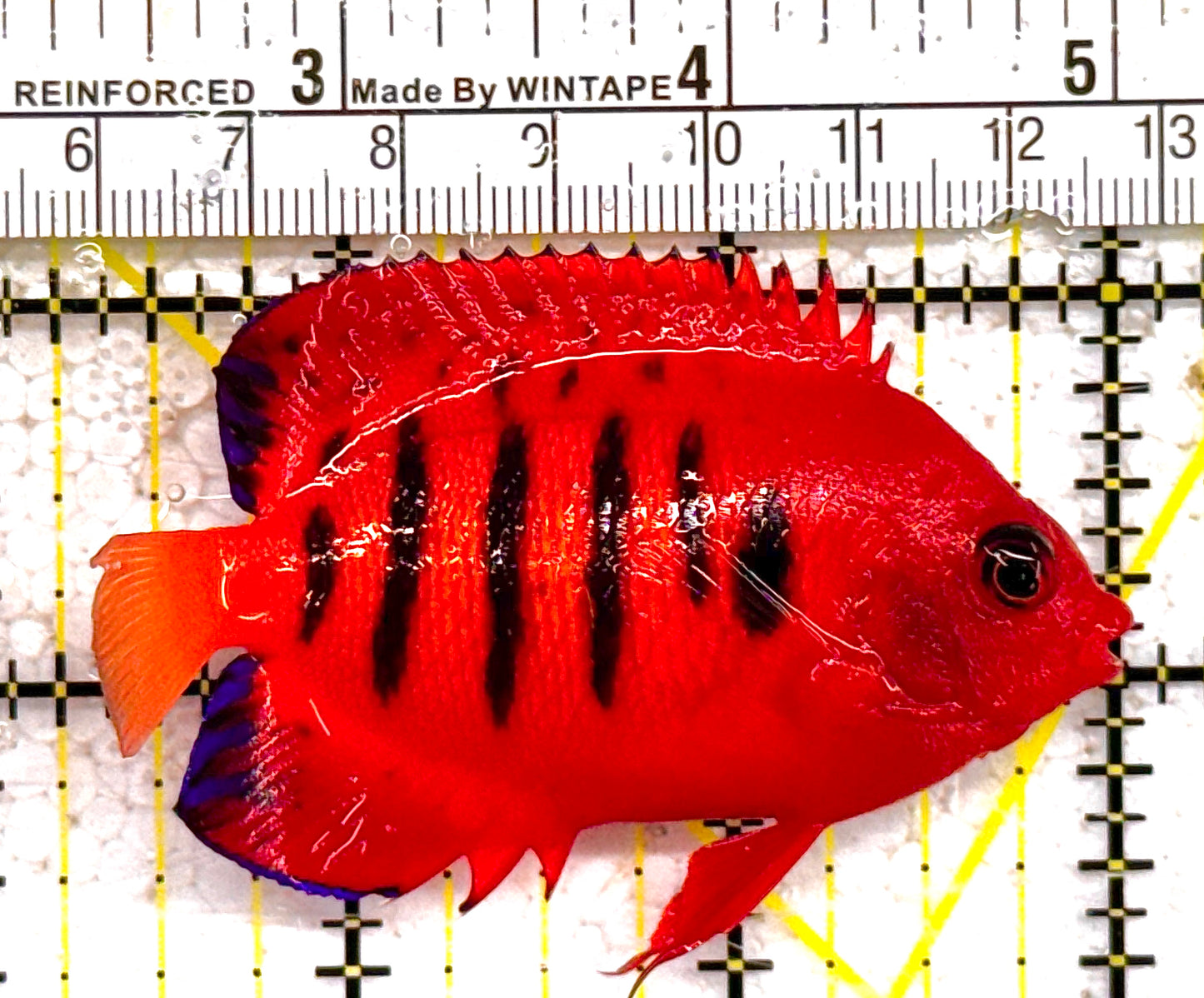 Flame Angelfish FA011006 WYSIWYG Size: L 2.5" approx (Christmas Island, Super Red)