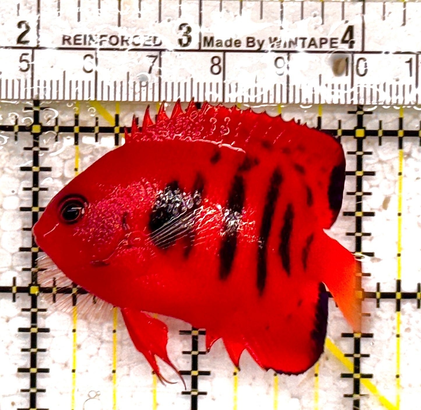 Flame Angelfish FA011005 WYSIWYG Size: L 2.5" approx (Christmas Island, Super Red)