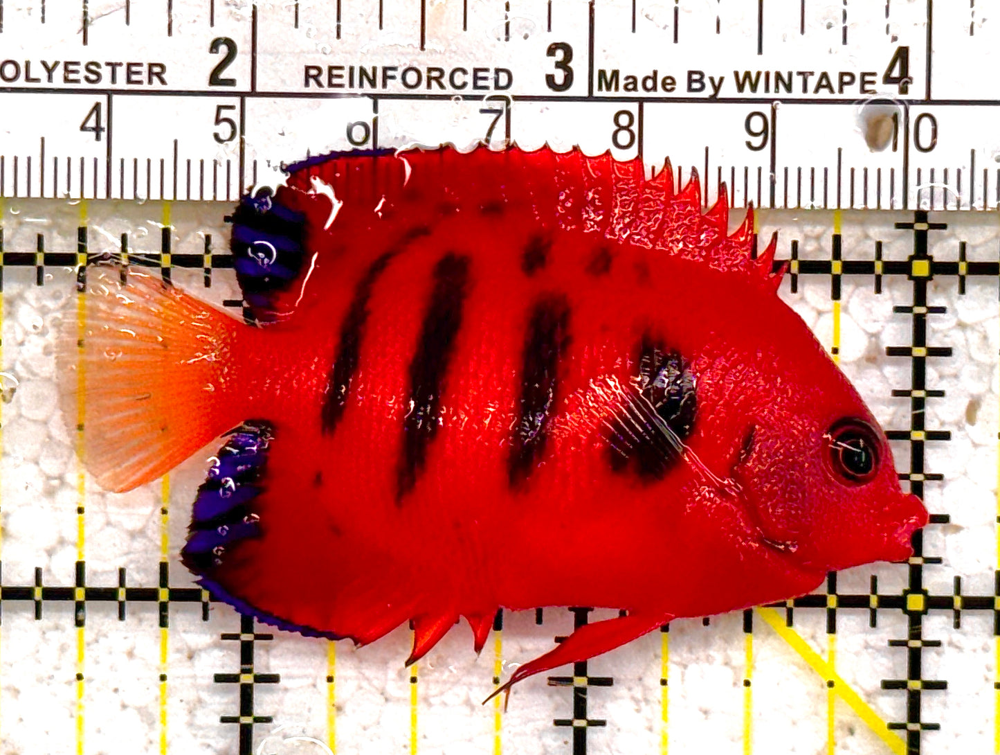 Flame Angelfish FA011005 WYSIWYG Size: L 2.5" approx (Christmas Island, Super Red)