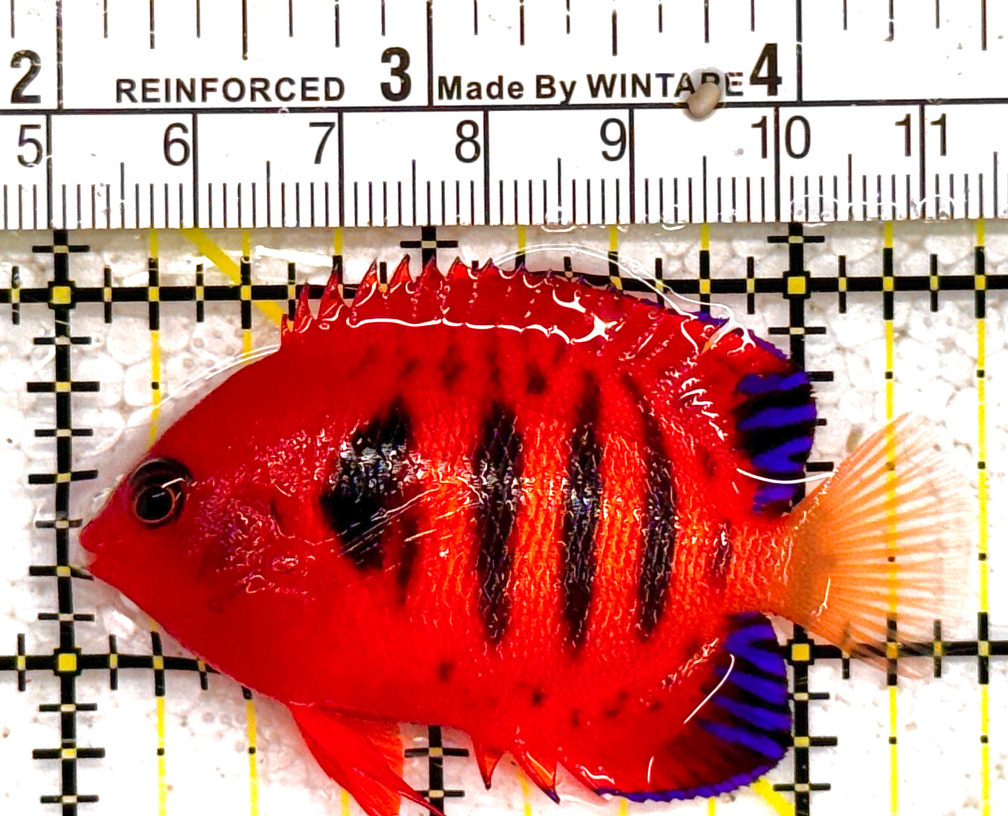 Flame Angelfish FA011004 WYSIWYG Size: L 2.5" approx (Christmas Island, Super Red)