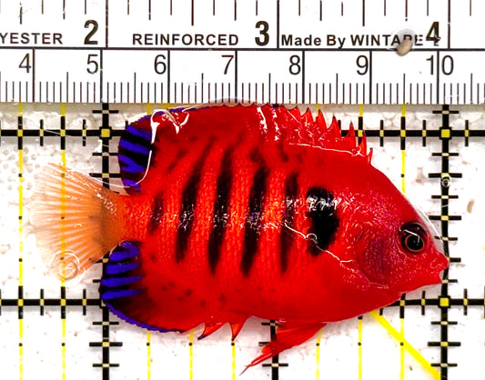 Flame Angelfish FA011004 WYSIWYG Size: L 2.5" approx (Christmas Island, Super Red)