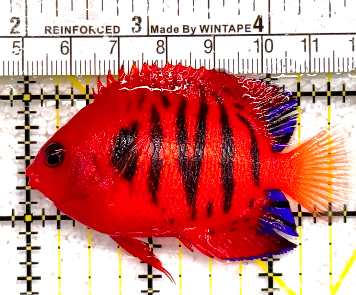 Flame Angelfish FA011003 WYSIWYG Size: L 2.75" approx (Christmas Island, Super Red)