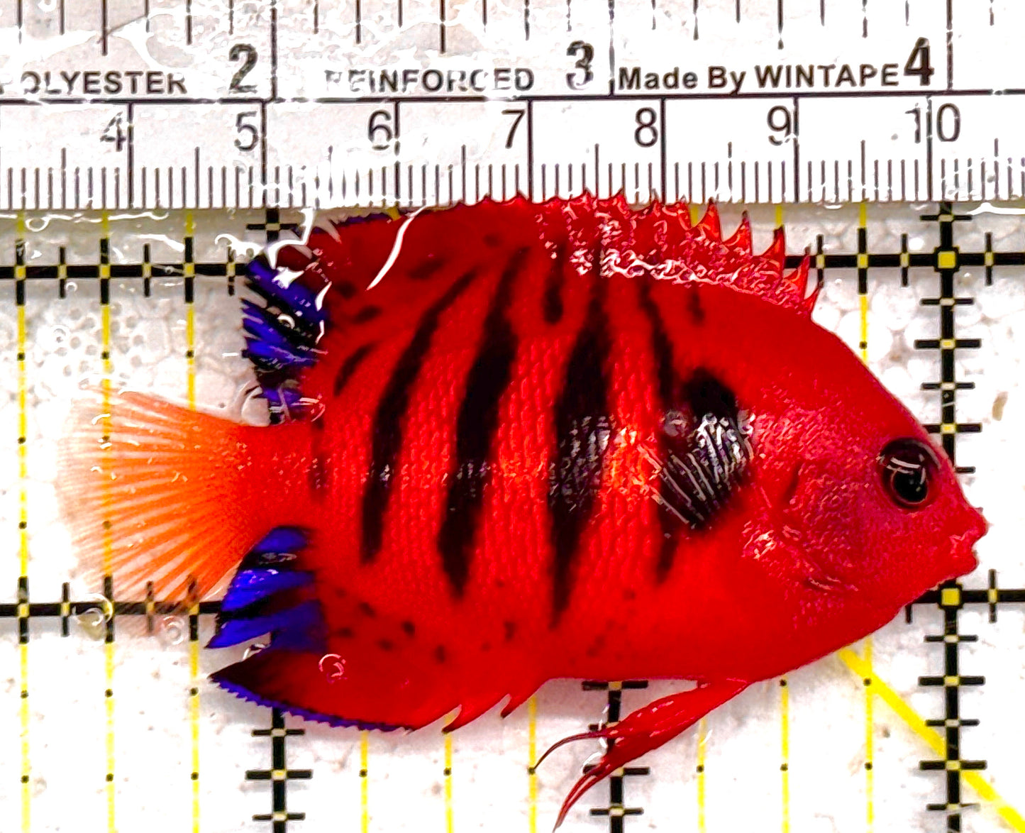 Flame Angelfish FA011003 WYSIWYG Size: L 2.75" approx (Christmas Island, Super Red)